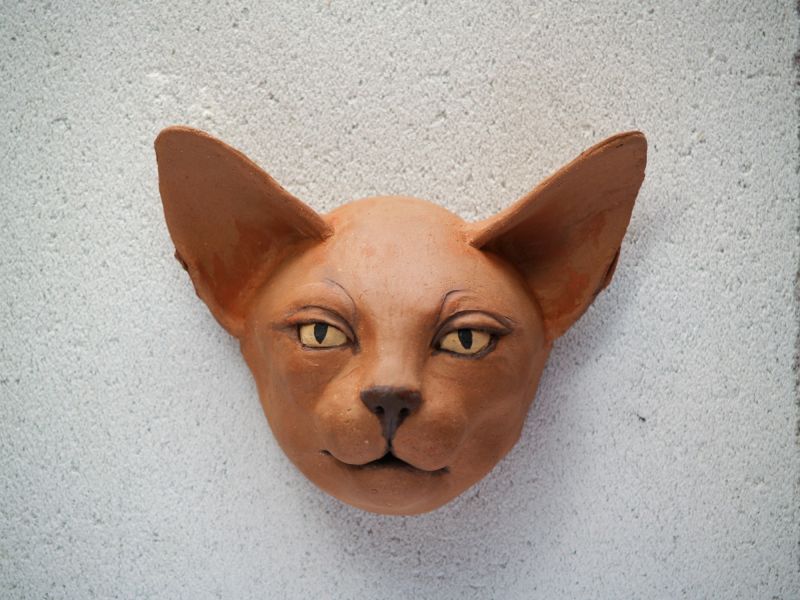 kattekop sfinxlichtbruin  grote oren  gele ogen