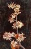 GEZIEN VAN DE RIET  Toverhazelaar in bloei  tempera en olieverf x14 cm. 990 00 3687