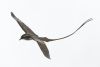 BERT DENNEMAN  Keerkringvogel  brons   hoog cm. 4789